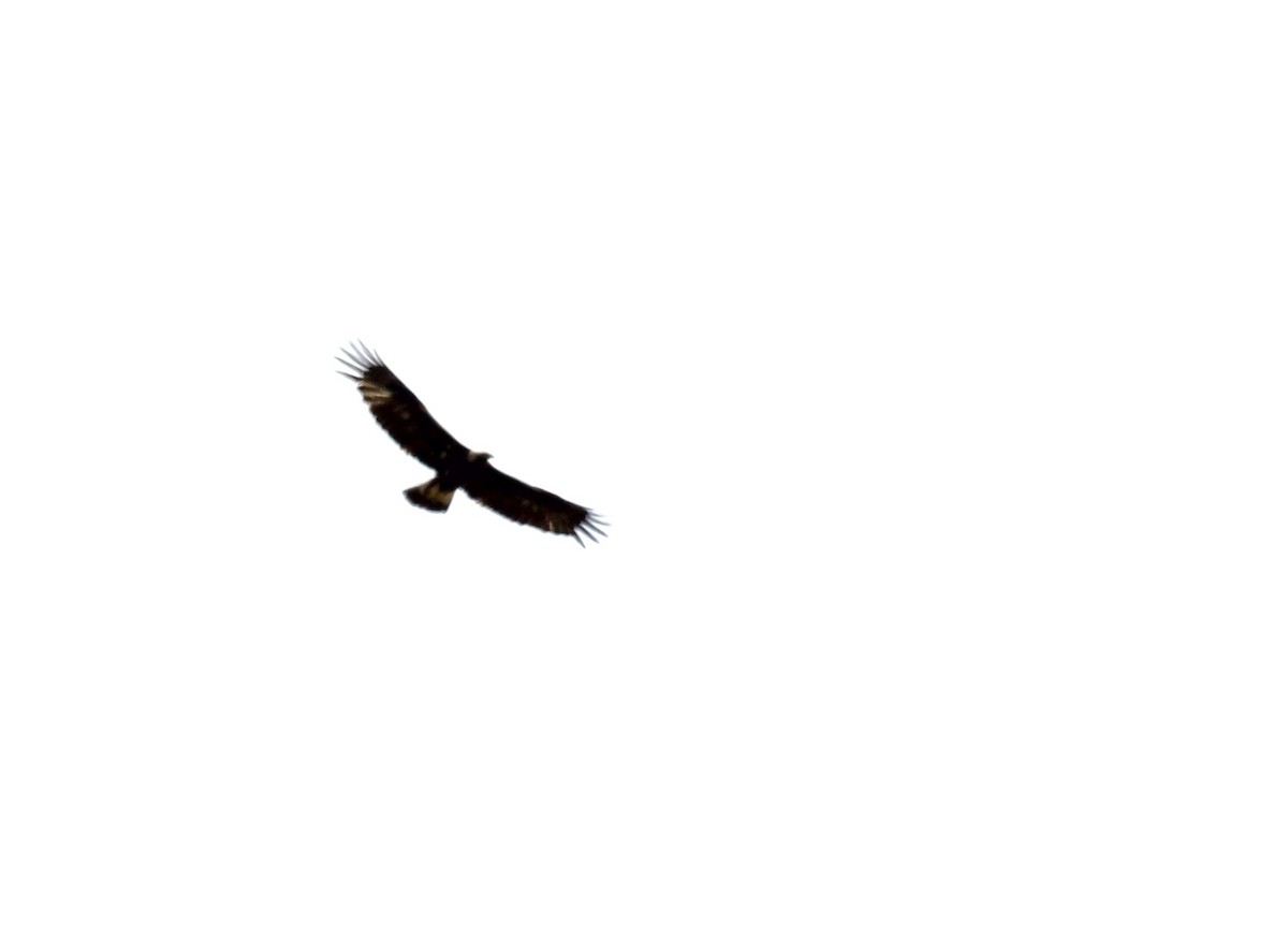 Golden Eagle - ML655279756