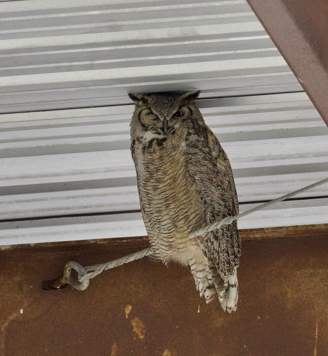 Great Horned Owl - ML655279781