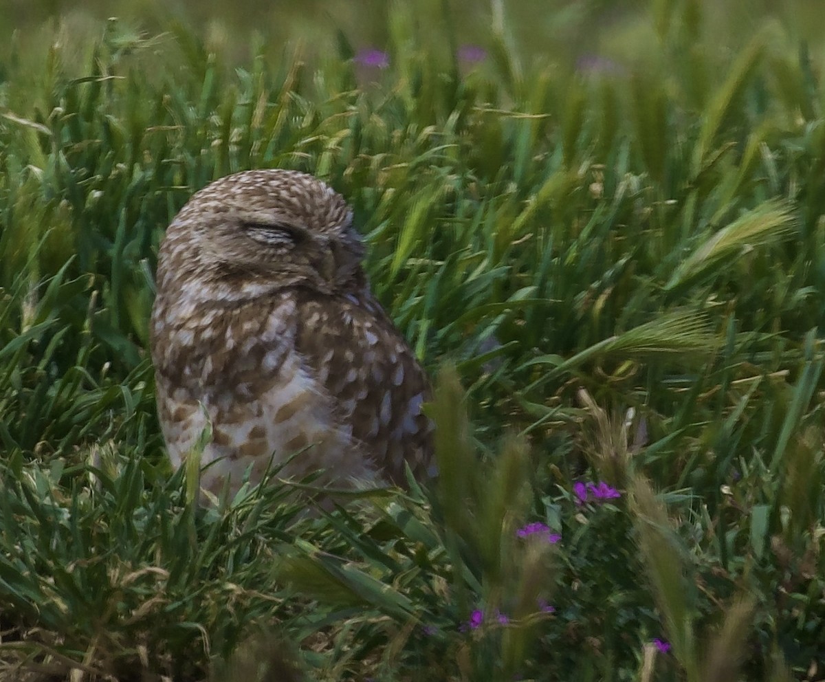 Burrowing Owl - ML655279818