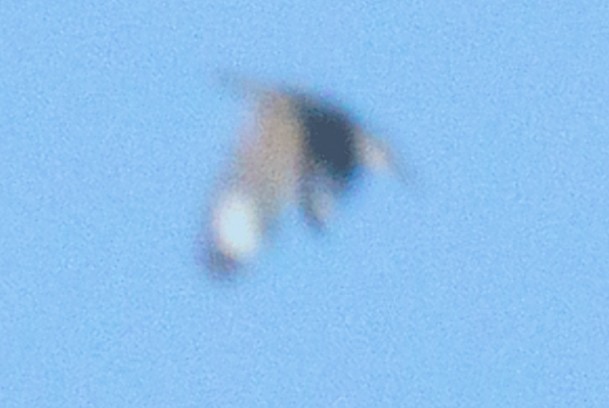 שלדג אמריקני - ML655279822