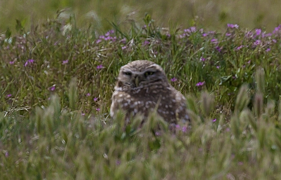 Burrowing Owl - ML655279833