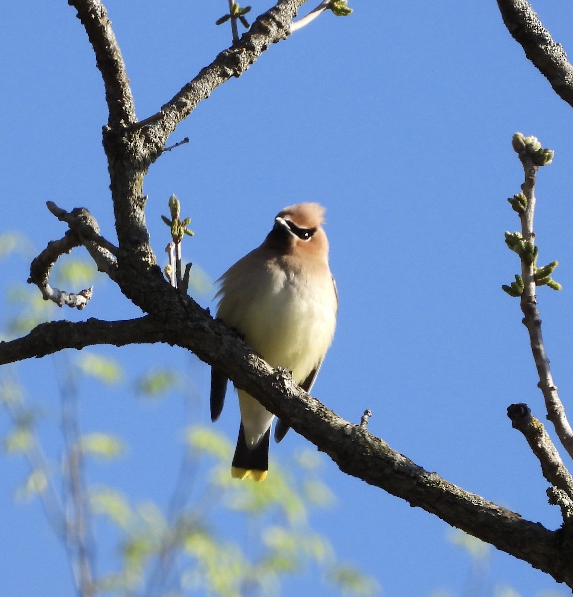 ציצנית אמריקנית - ML655279877