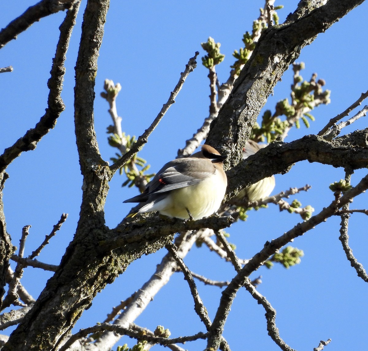 ציצנית אמריקנית - ML655279878