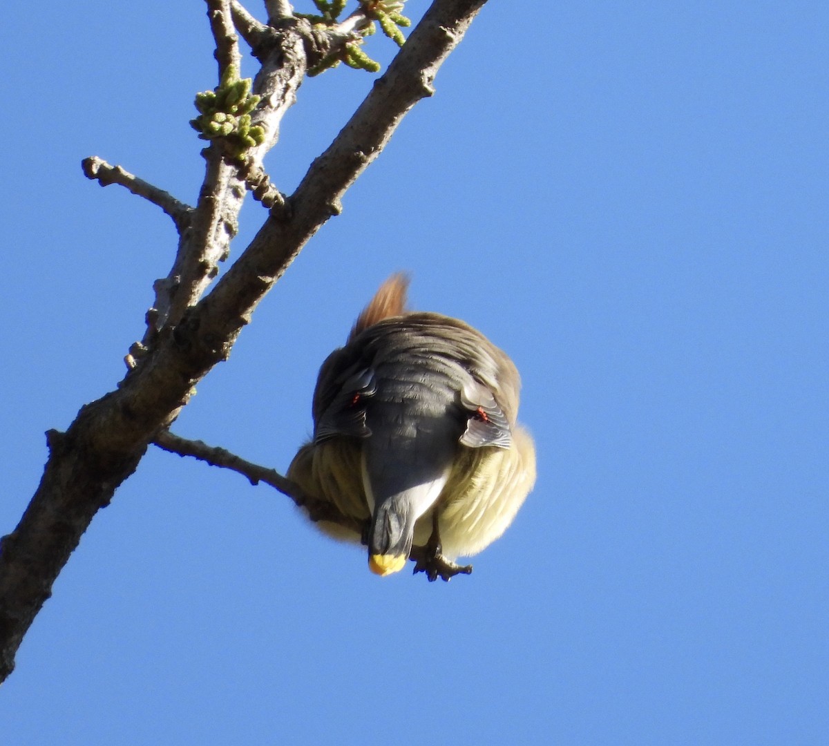 ציצנית אמריקנית - ML655279879