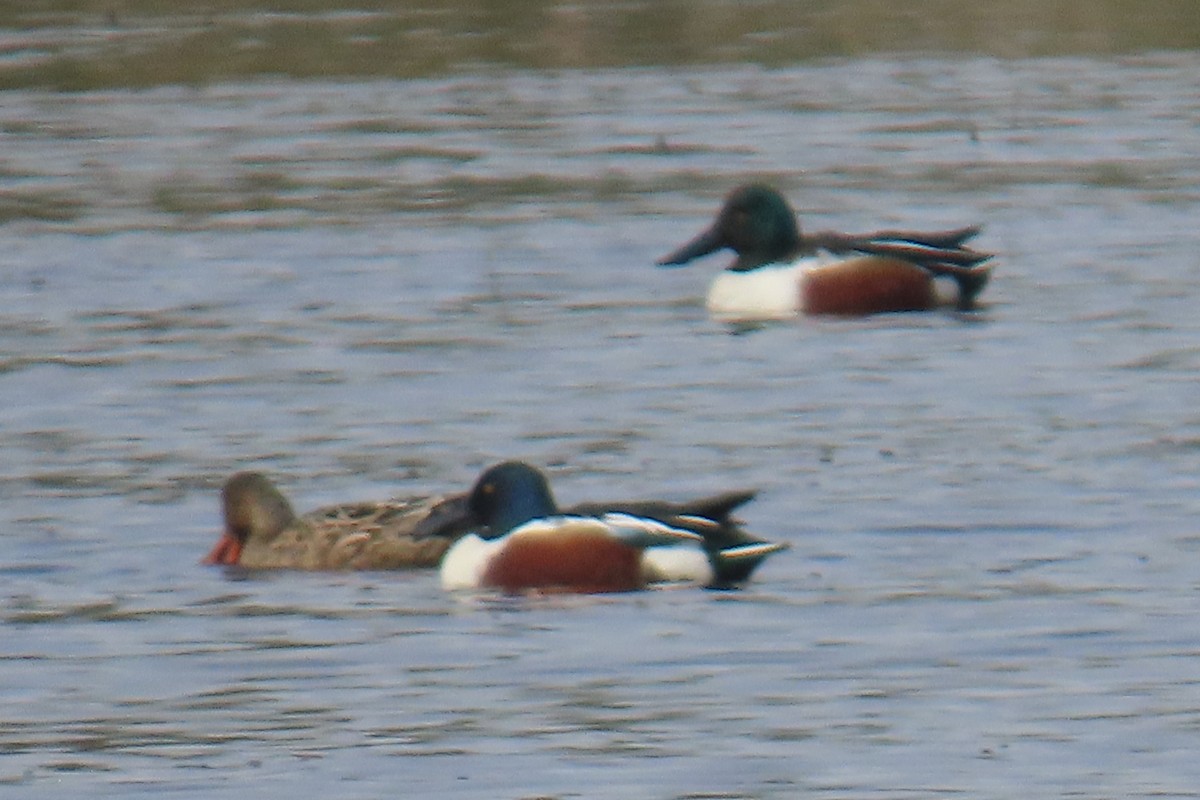 Northern Shoveler - ML655279950