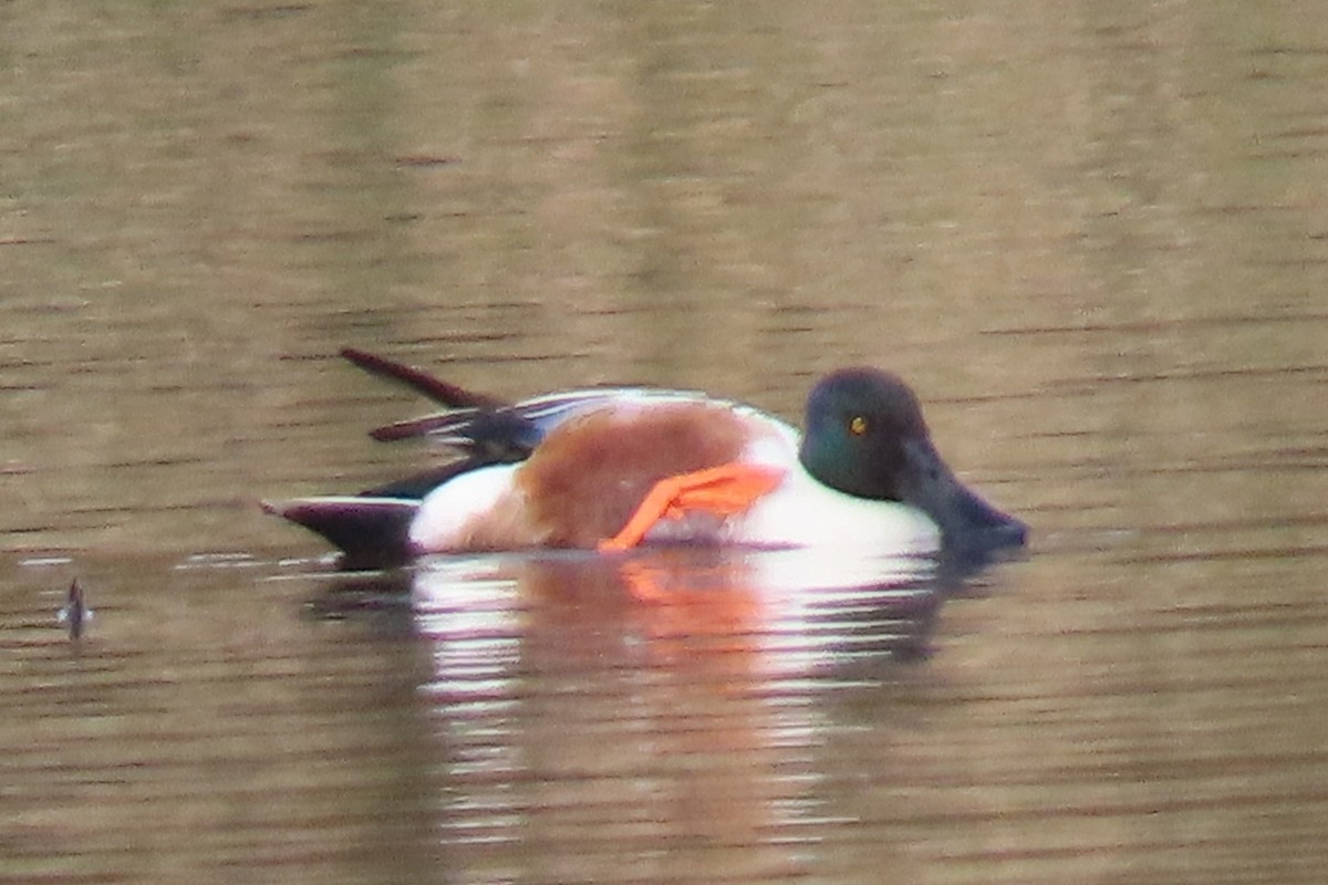 Northern Shoveler - ML655279963