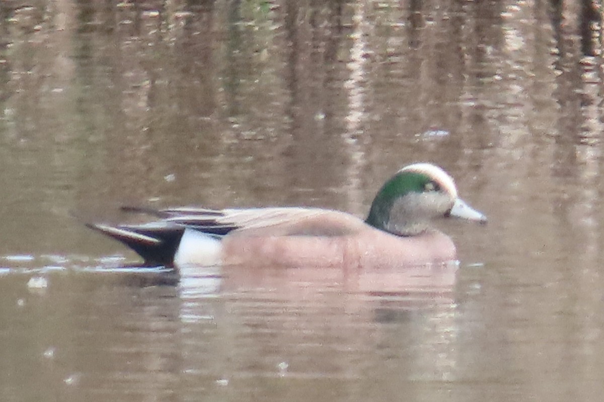American Wigeon - ML655279970
