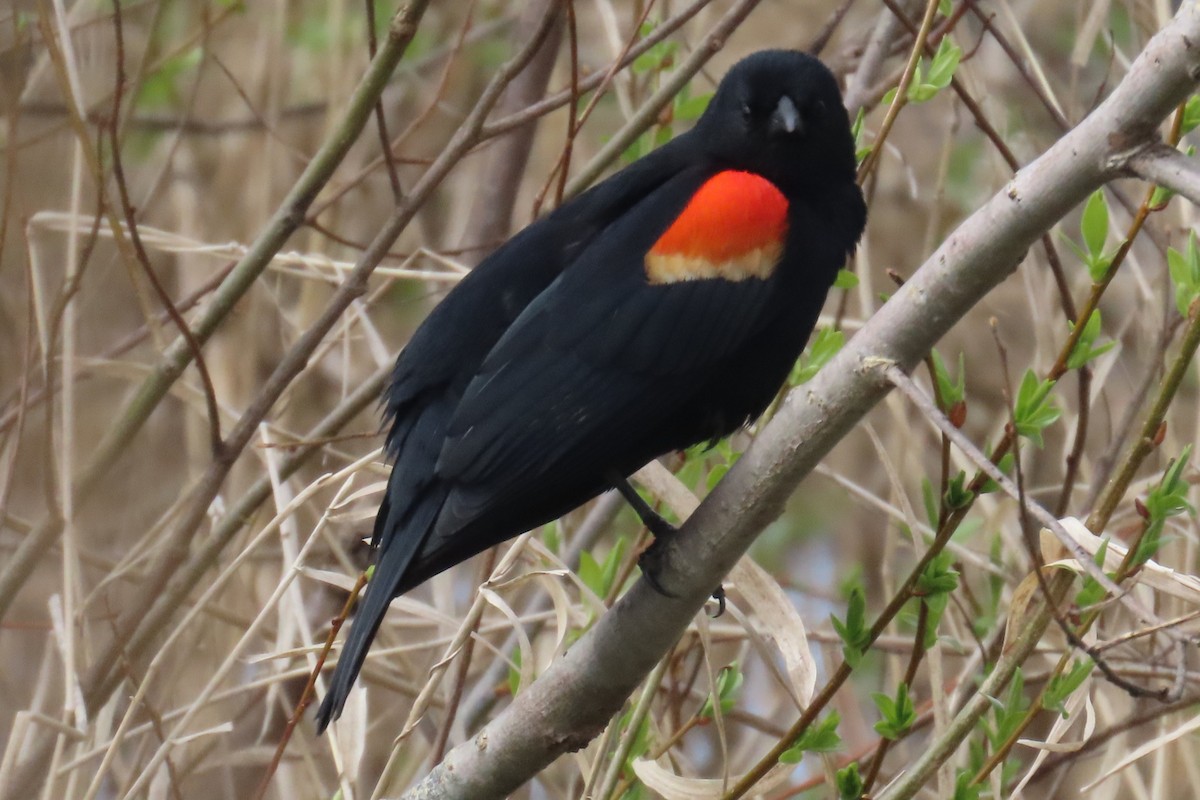 Red-winged Blackbird - ML655279976