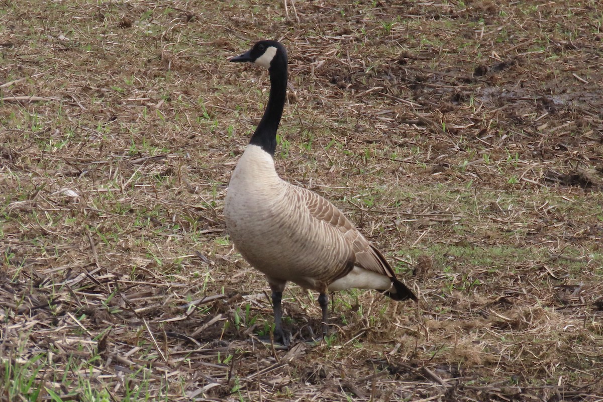 Canada Goose - ML655279999