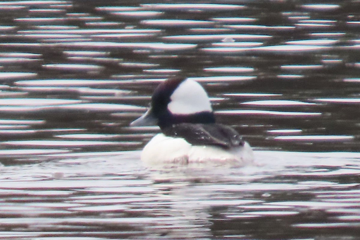 Bufflehead - ML655280007