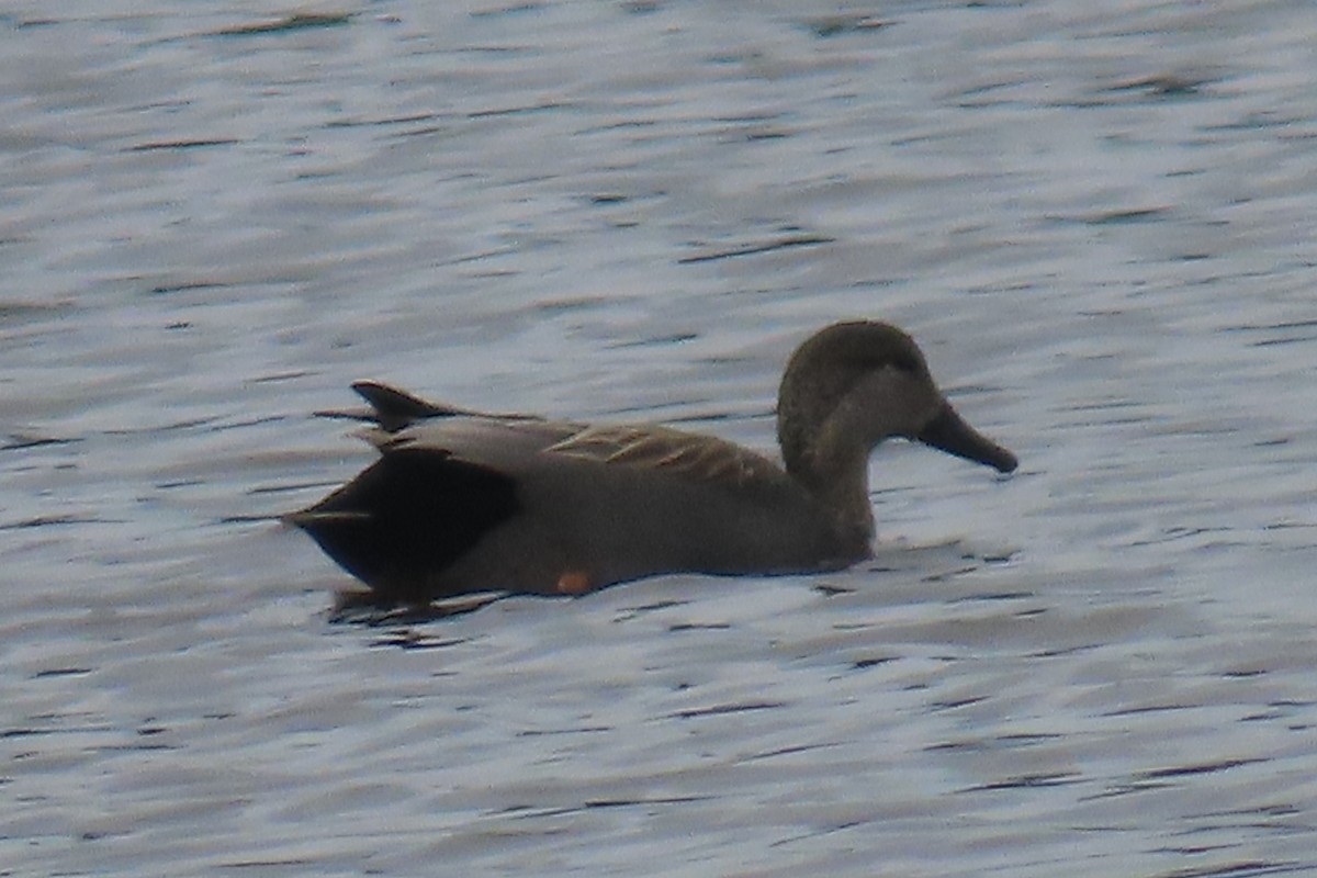 Gadwall - ML655280017