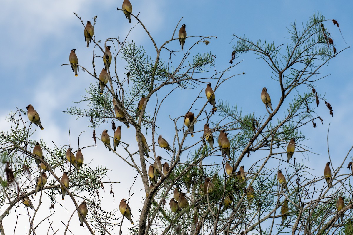 ציצנית אמריקנית - ML655280039