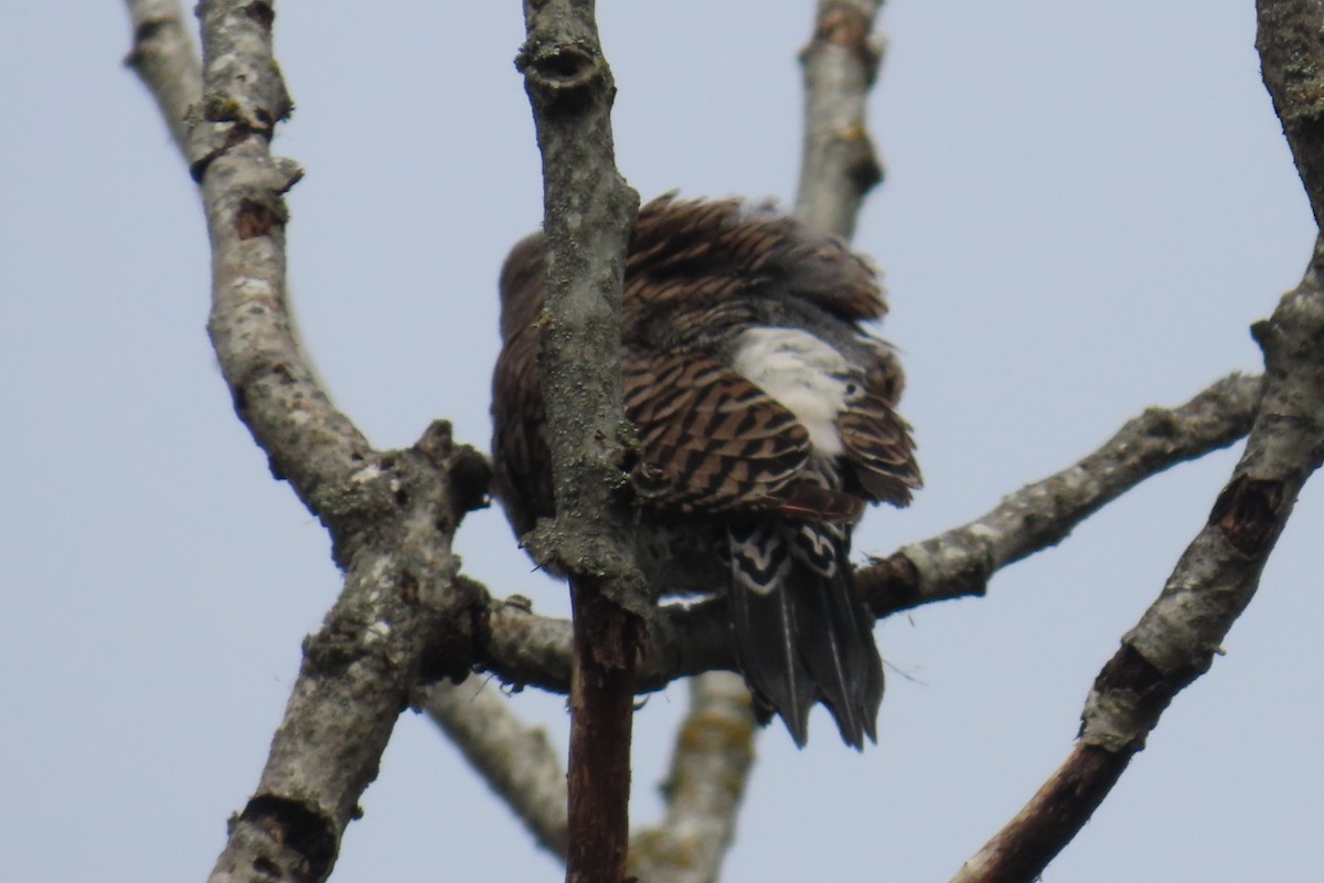 Northern Flicker - ML655280047