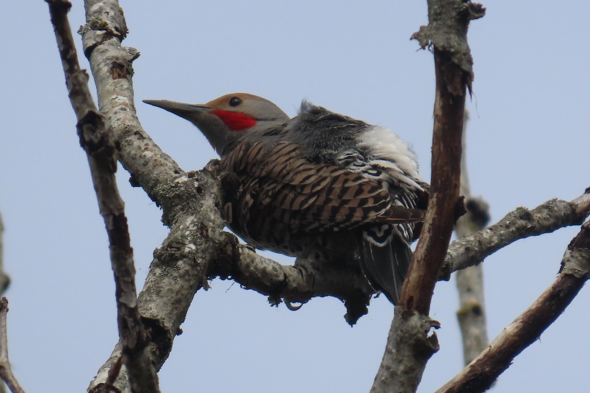 Northern Flicker - ML655280058