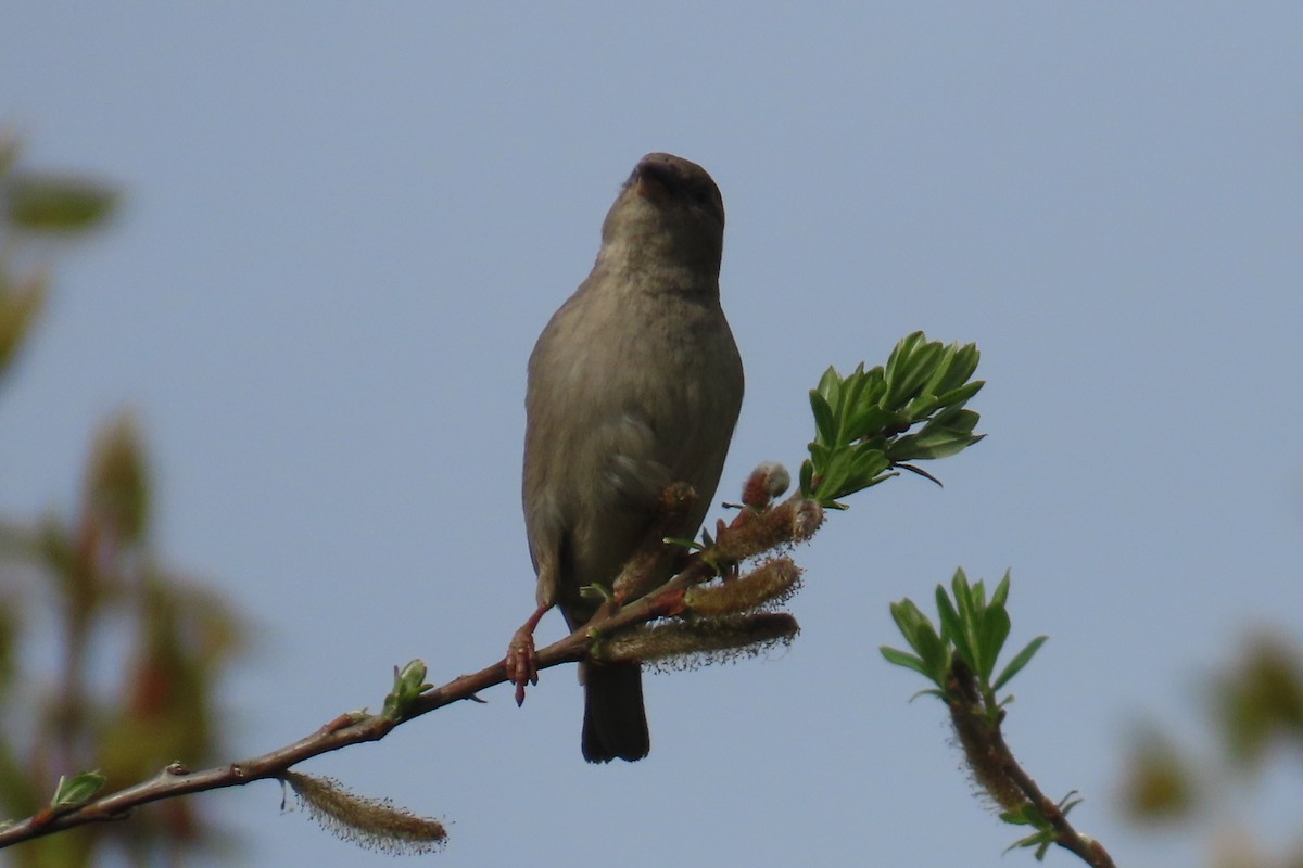 House Sparrow - ML655280073