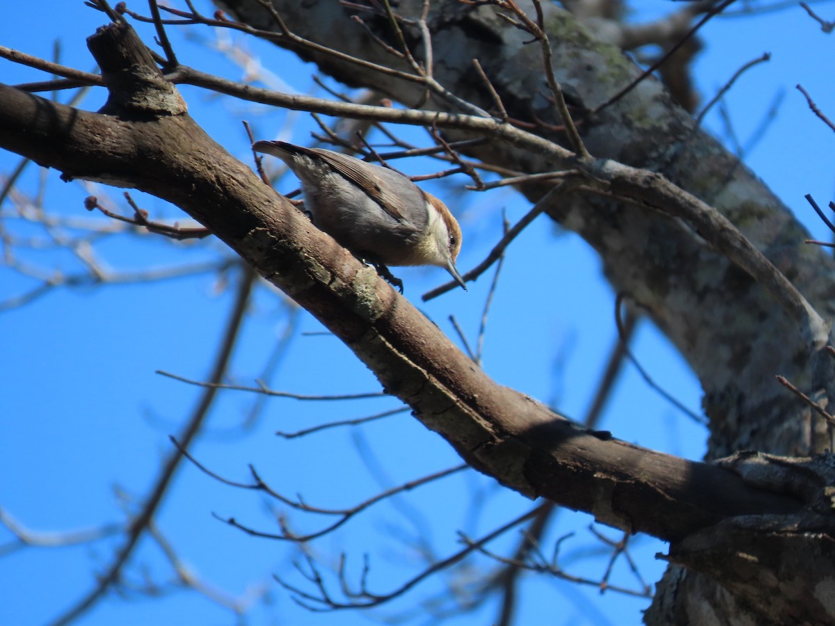 Brown-headed Nuthatch - ML655280077