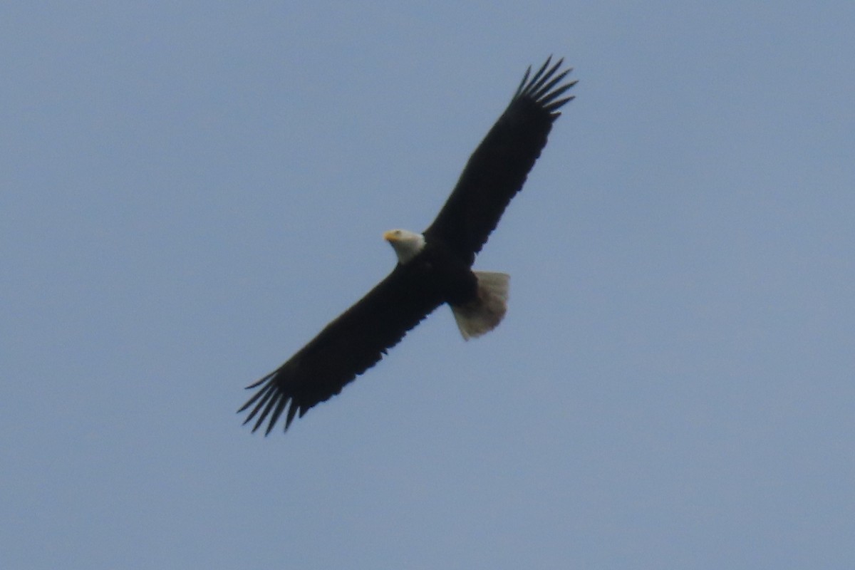 Bald Eagle - ML655280078