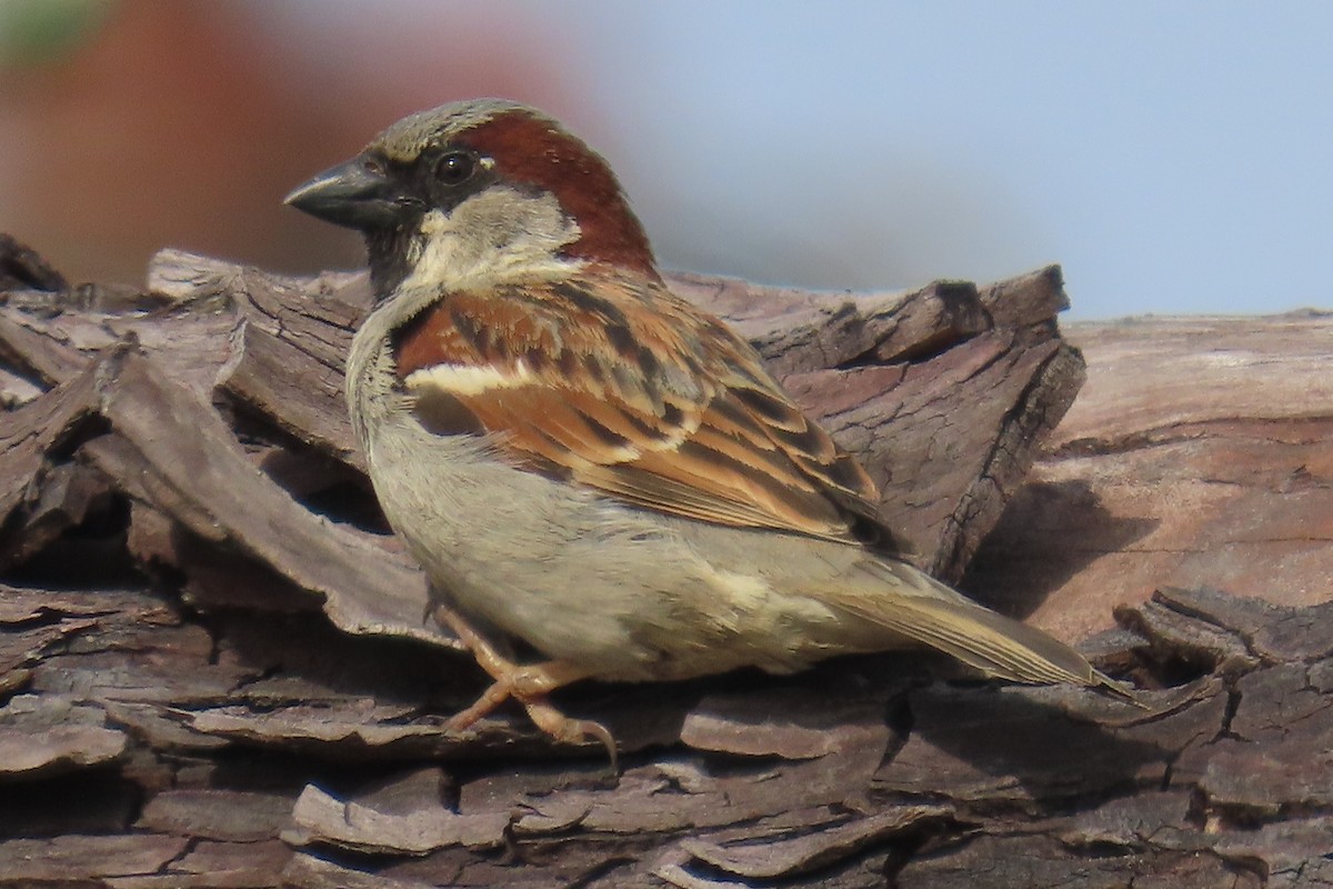 House Sparrow - ML655280086