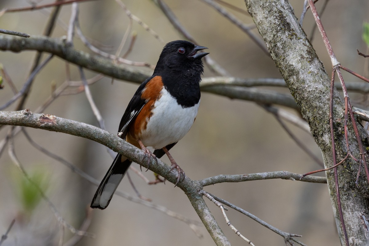 Eastern Towhee - ML655280366