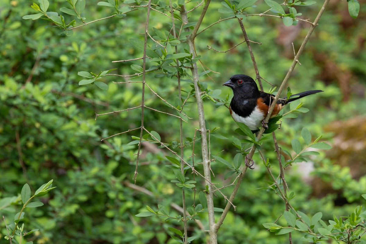 Eastern Towhee - ML655280367