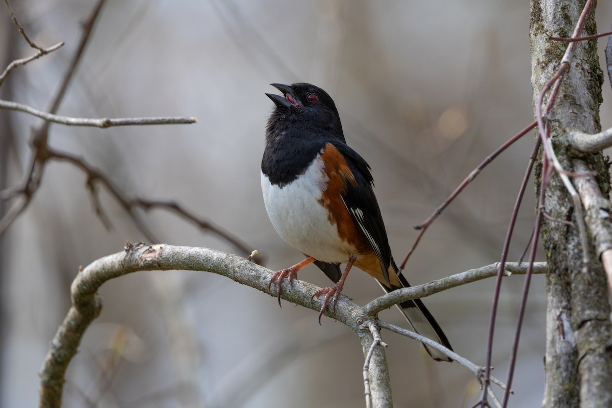 Eastern Towhee - ML655280368