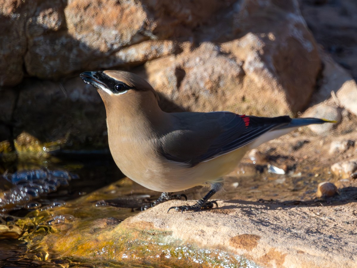 ציצנית אמריקנית - ML655280774