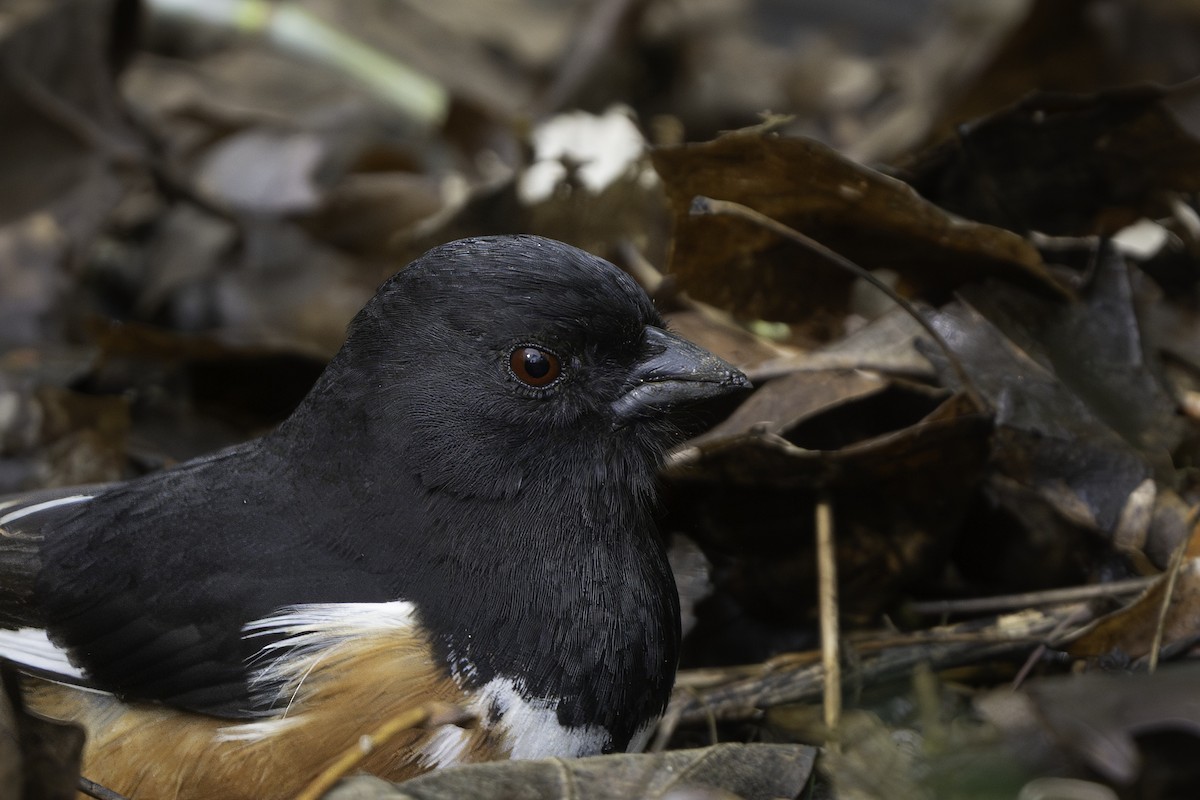 Eastern Towhee - ML655280823