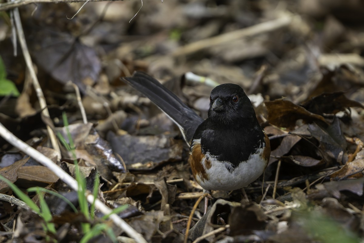 Eastern Towhee - ML655280824
