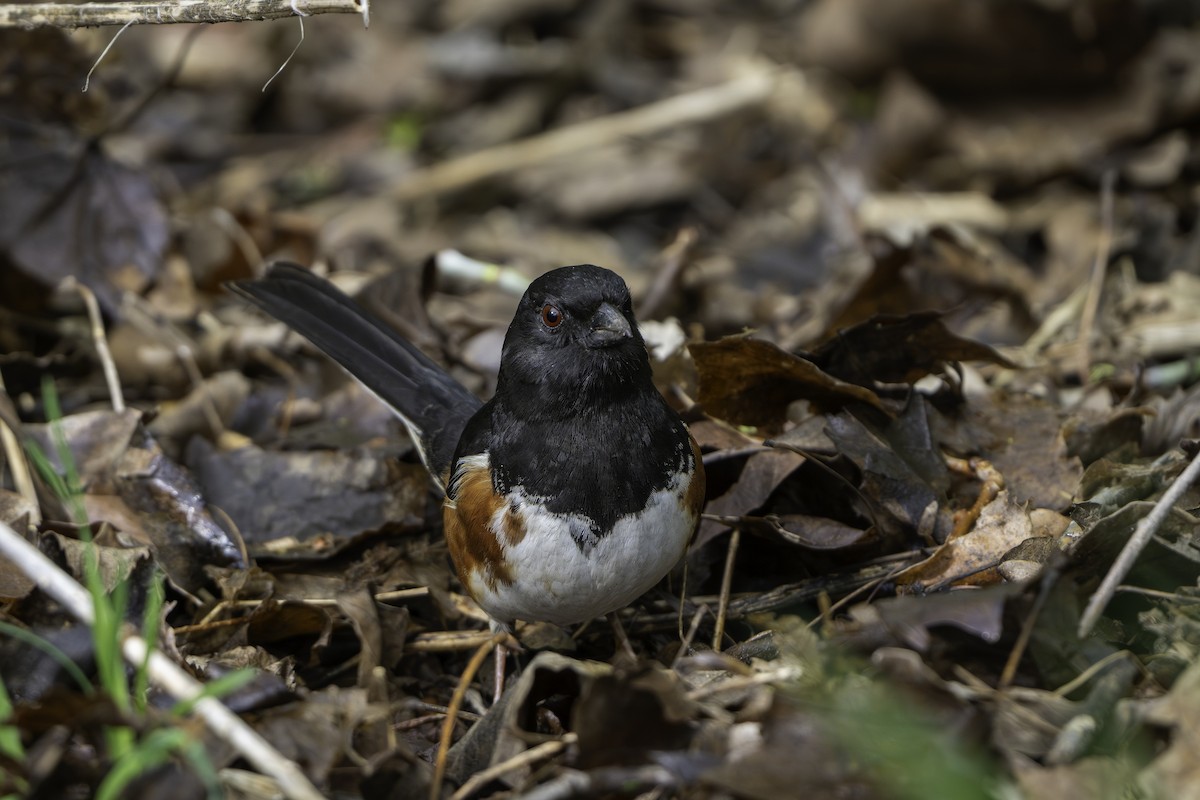 Eastern Towhee - ML655280837