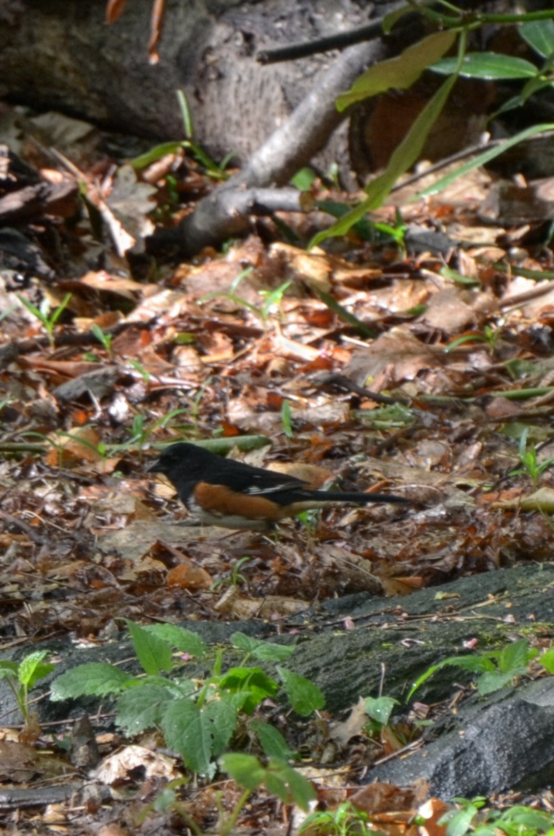 Eastern Towhee - ML655280952
