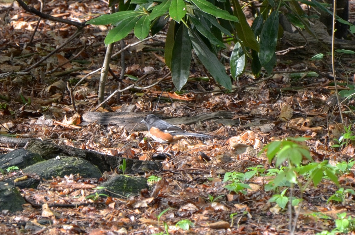 Eastern Towhee - ML655280953