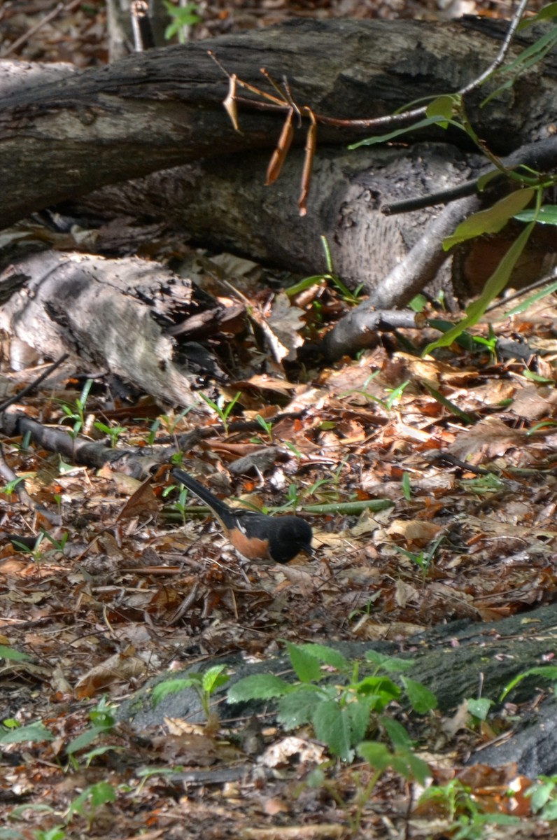 Eastern Towhee - ML655280954