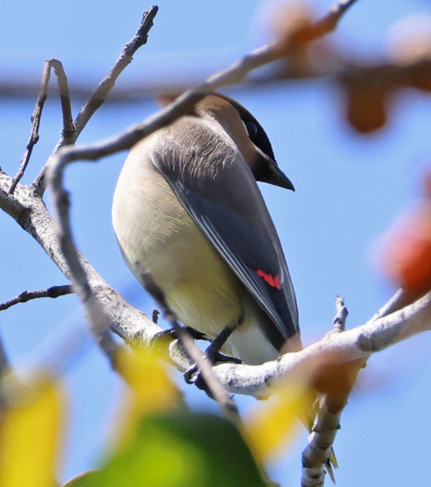 ציצנית אמריקנית - ML655281197