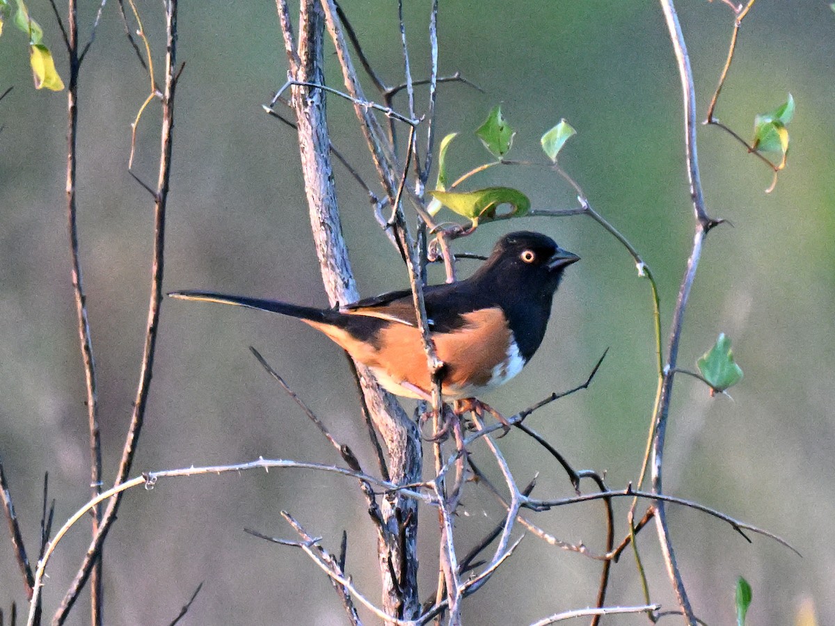 Eastern Towhee - ML655281250