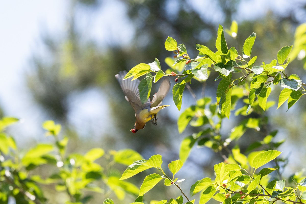ציצנית אמריקנית - ML655281491