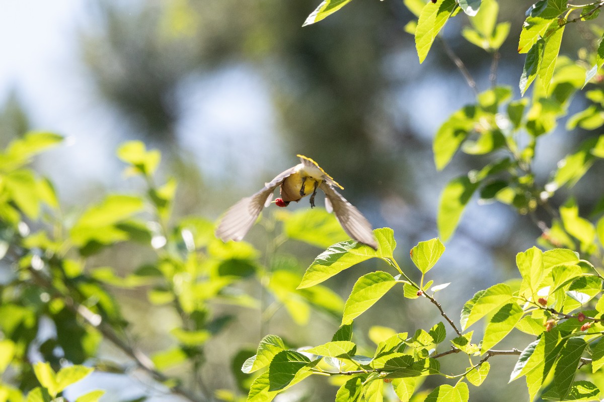ציצנית אמריקנית - ML655281504