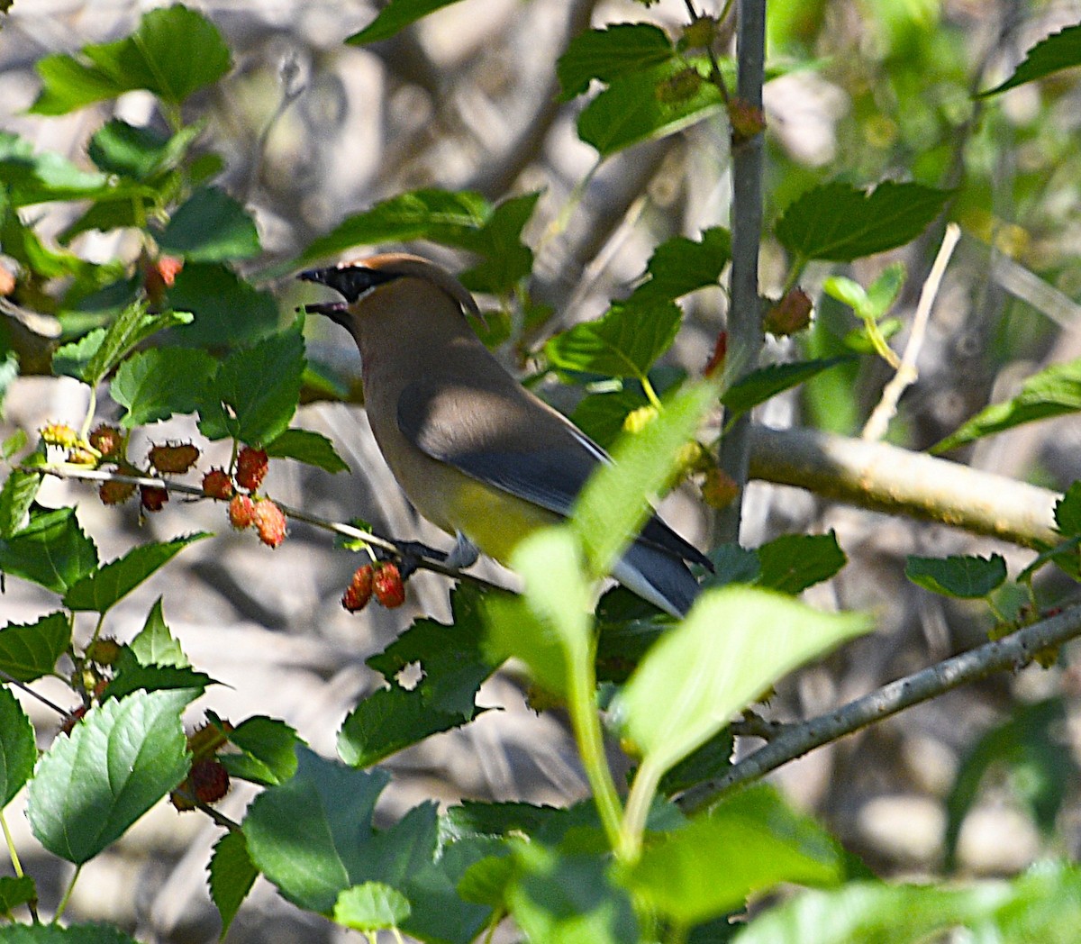 ציצנית אמריקנית - ML655281784