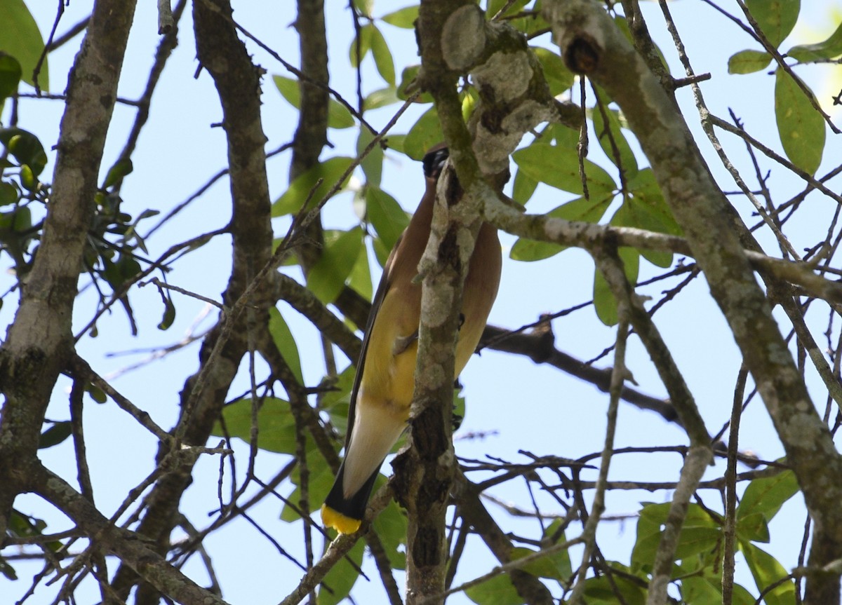 ציצנית אמריקנית - ML655281785