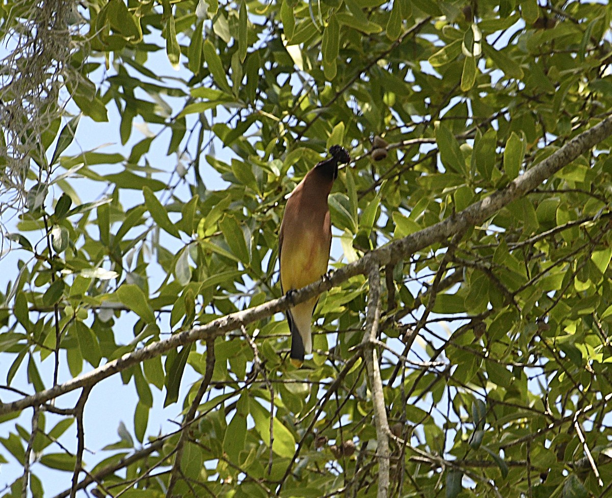 ציצנית אמריקנית - ML655281786