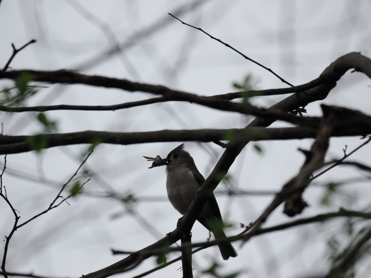 gråduskmeis - ML655282128