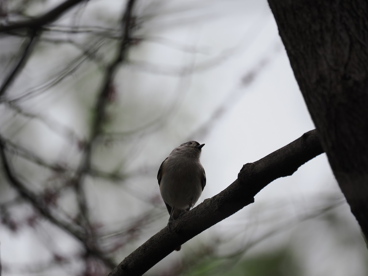 gråduskmeis - ML655282130