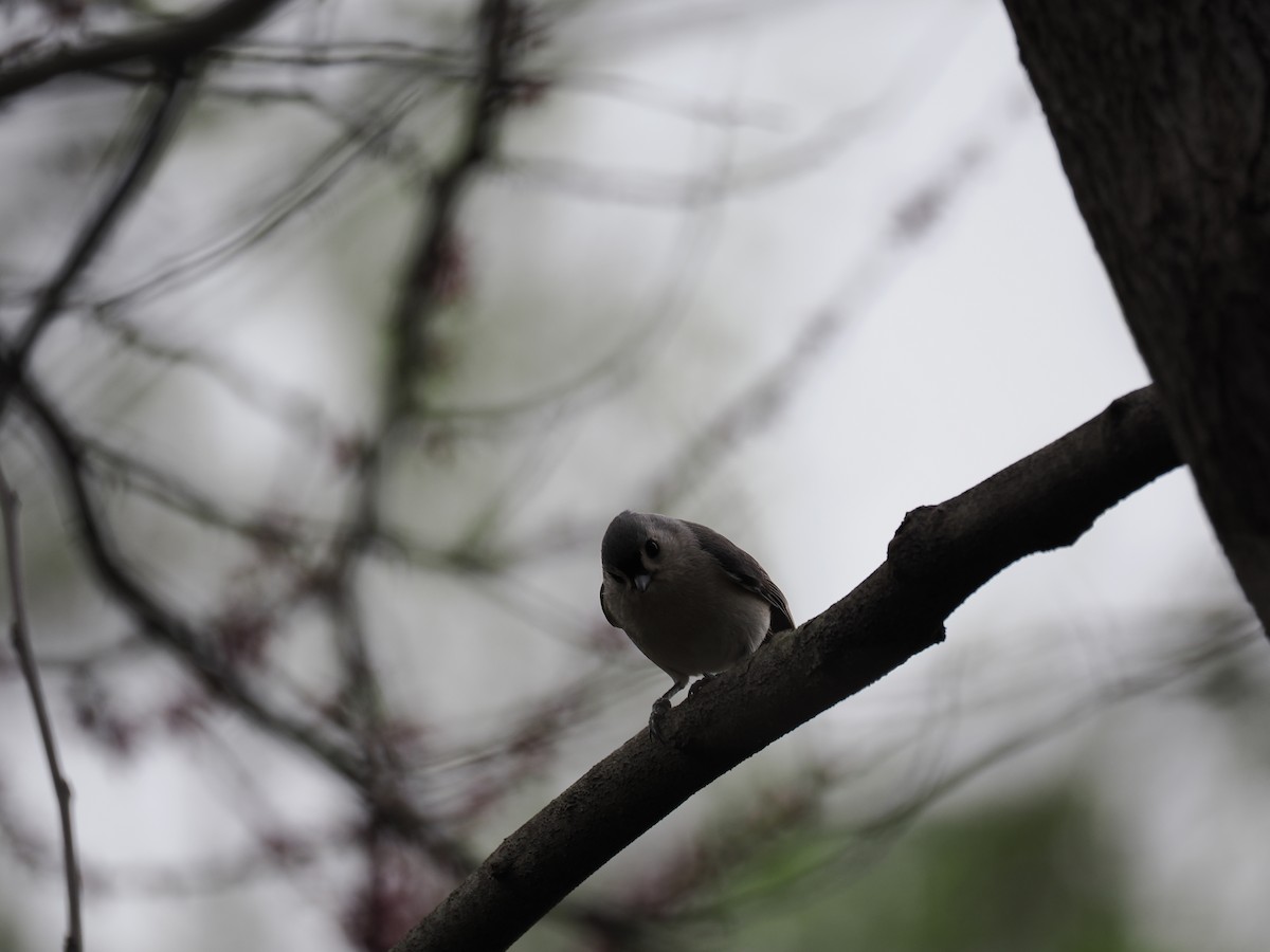 gråduskmeis - ML655282131