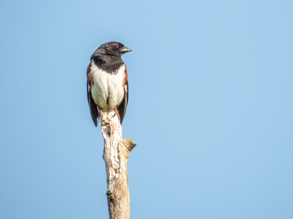 Eastern Towhee - ML655282551