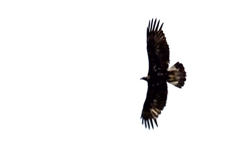 Golden Eagle - ML655282810