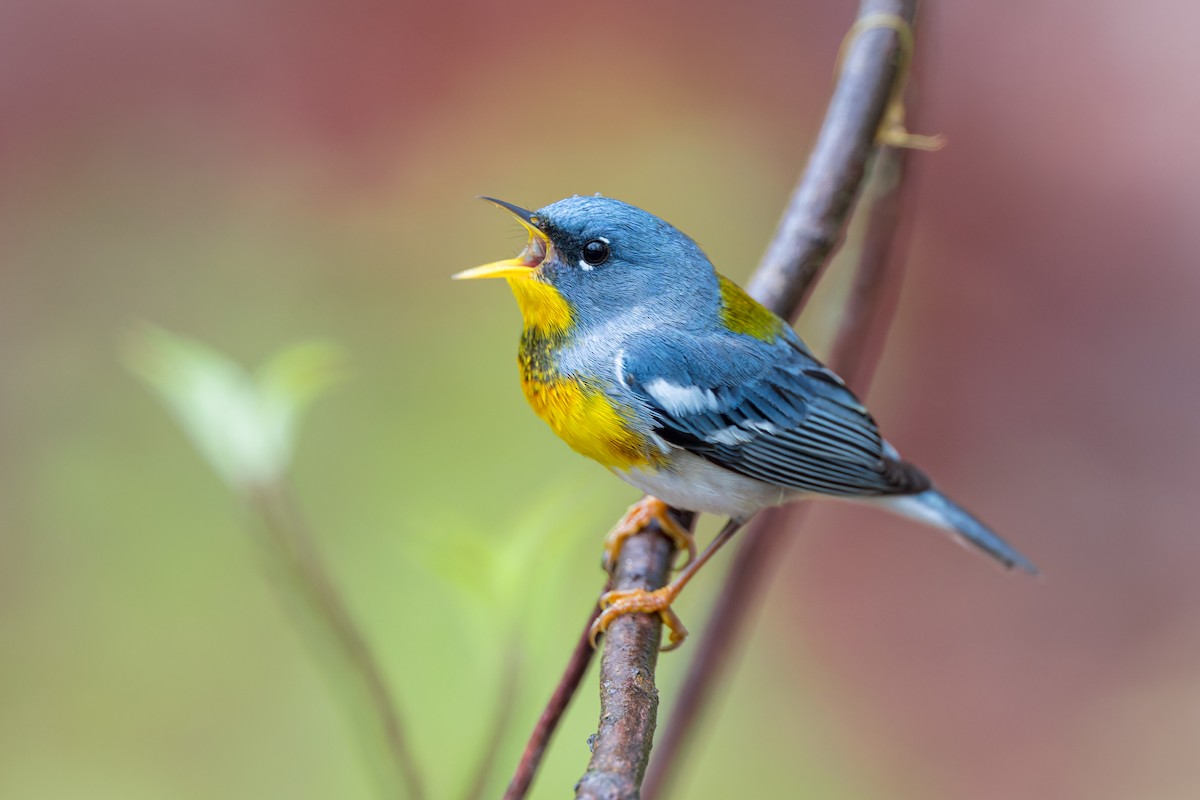 Northern Parula - ML655283044