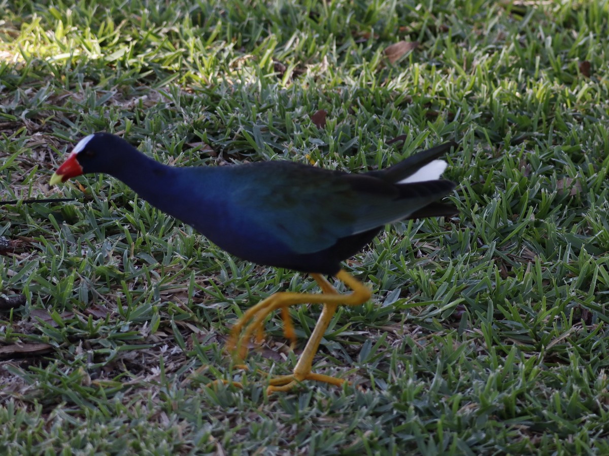 Purple Gallinule - ML655283059