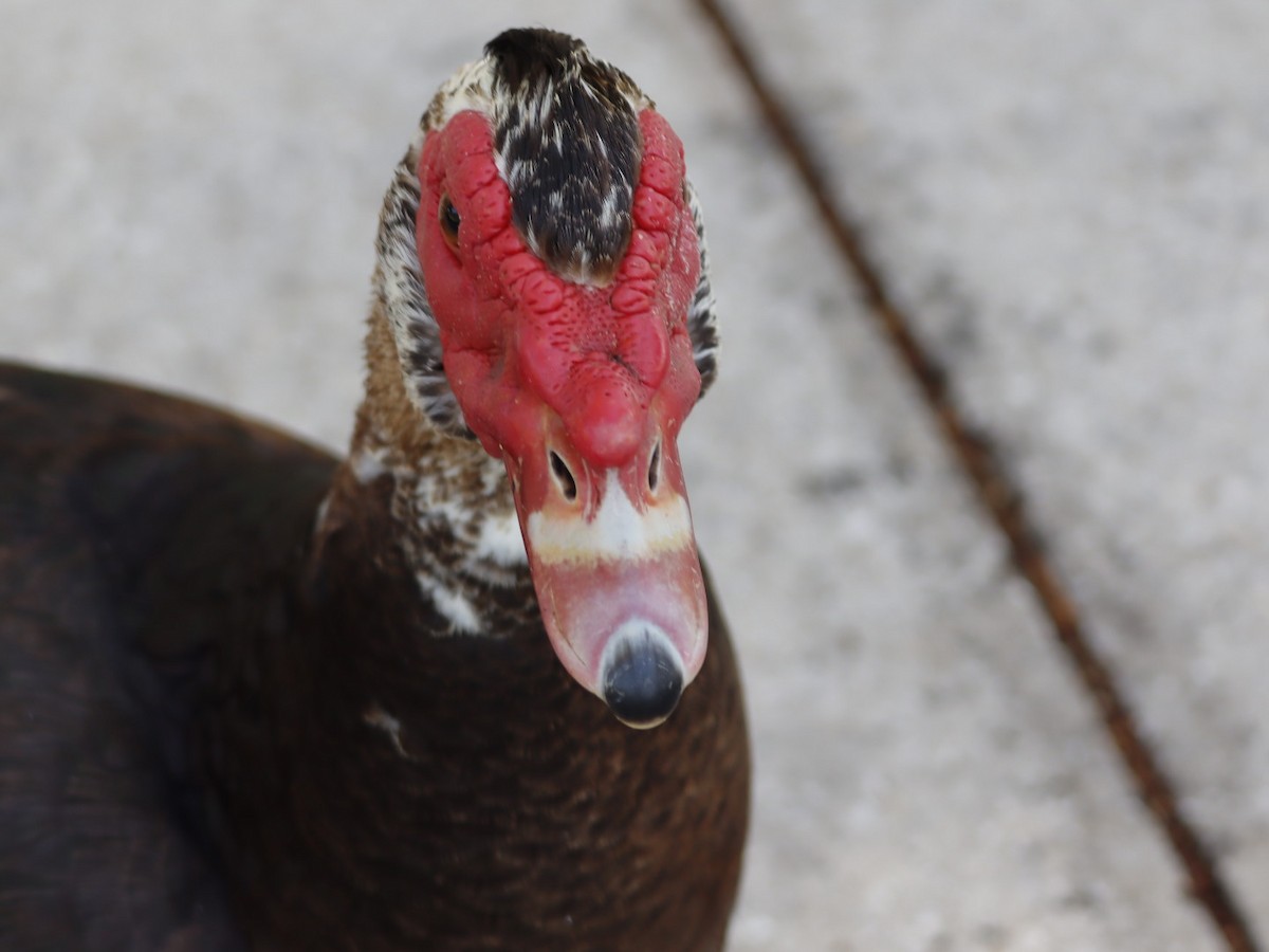 Muscovy Duck (Domestic type) - ML655283073