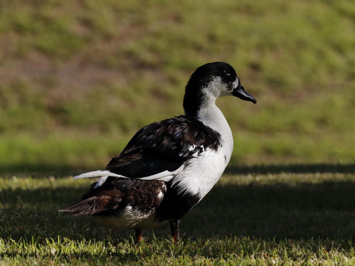 Muscovy Duck (Domestic type) - ML655283074