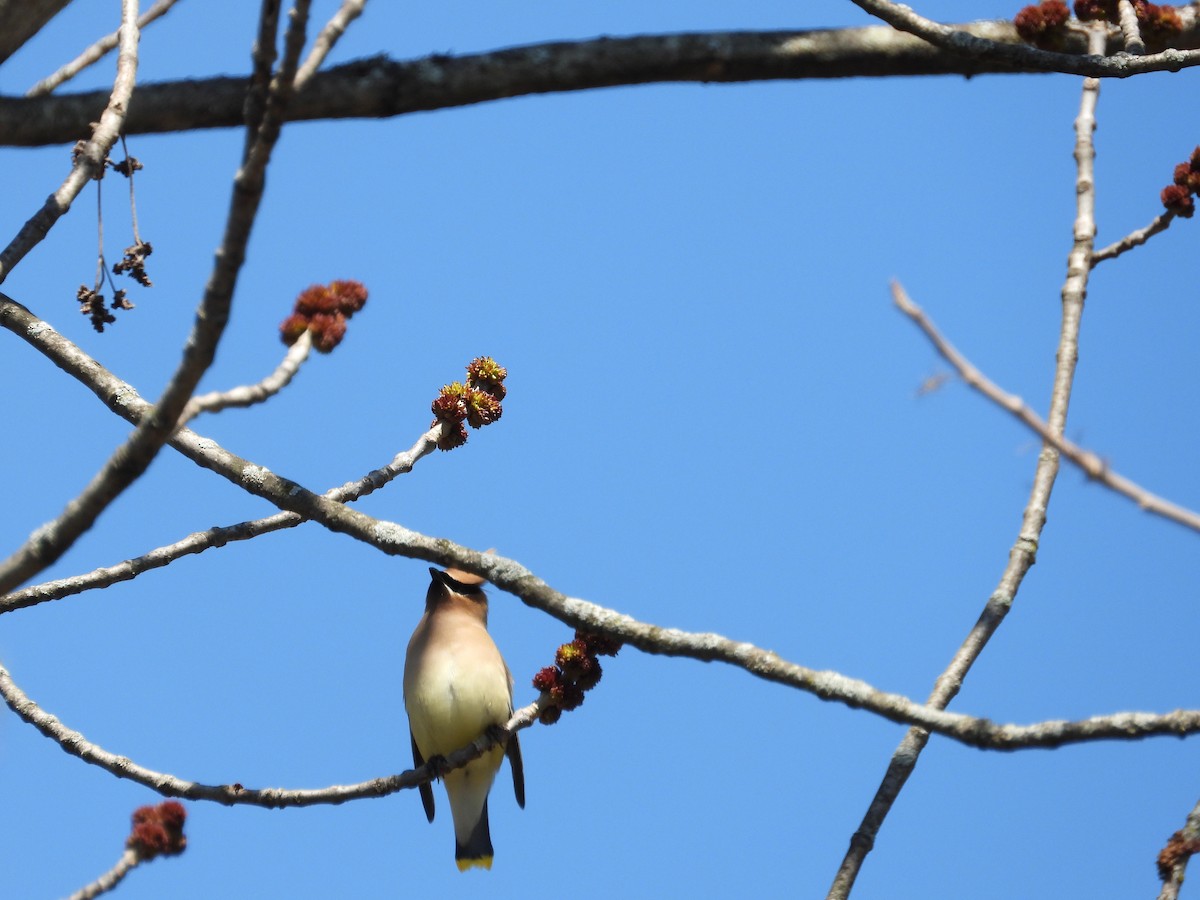 ציצנית אמריקנית - ML655283111