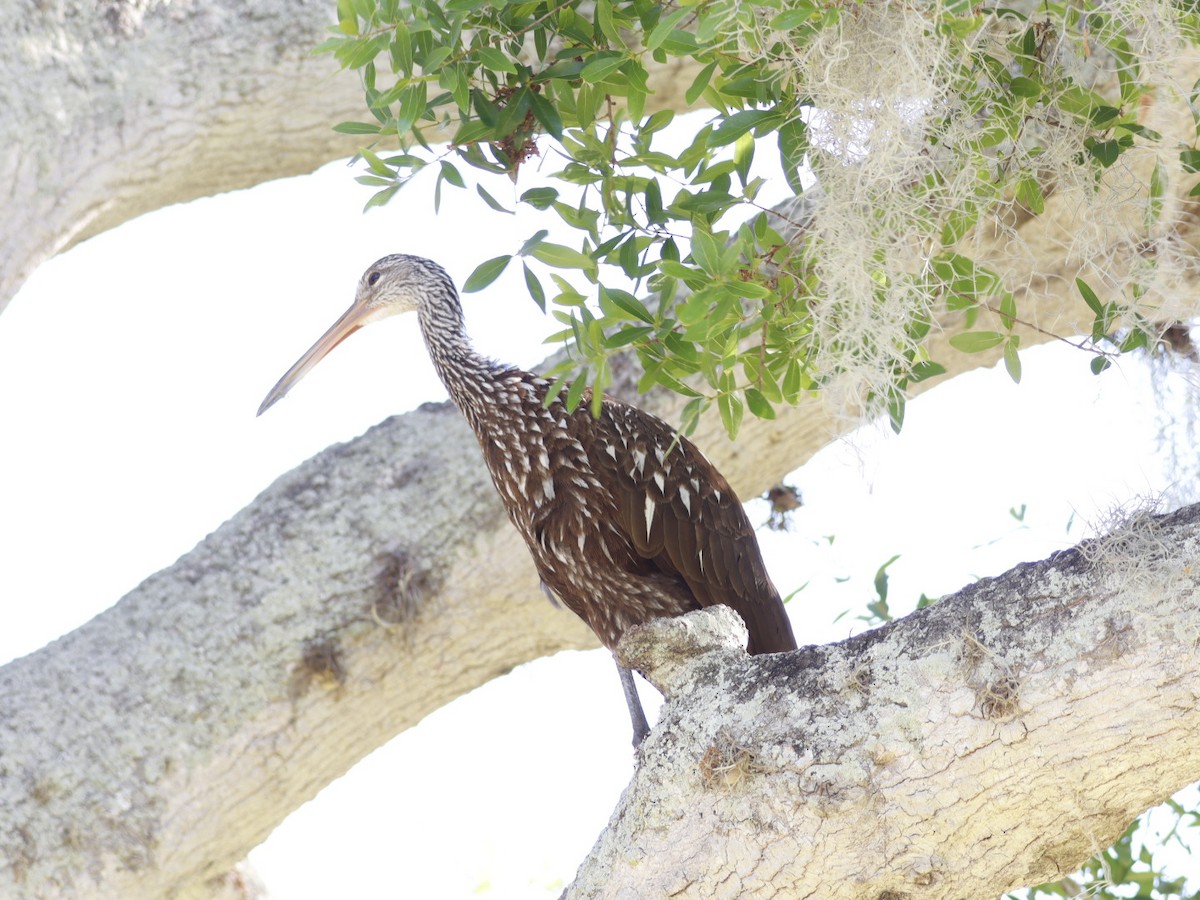 Limpkin - ML655283123